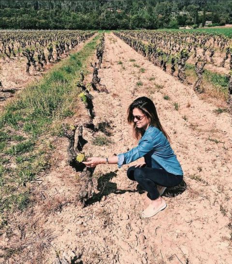 Aline in vignes